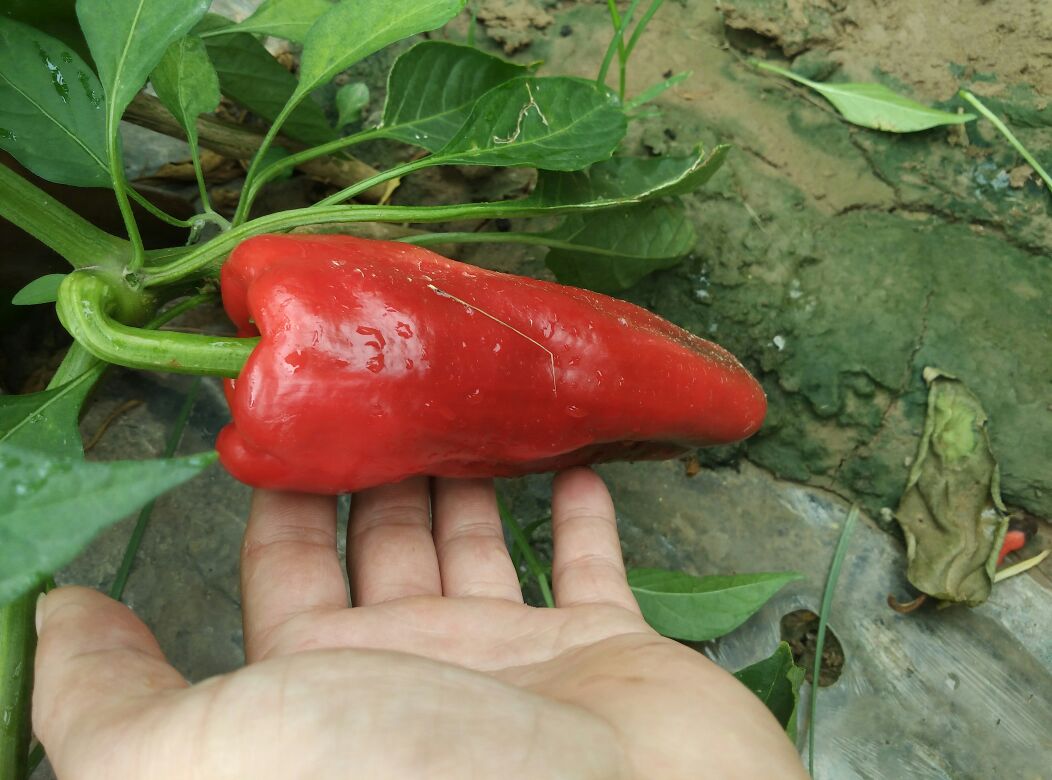 红泡椒特写展示其鲜红色泽和饱满果实 红泡椒特写