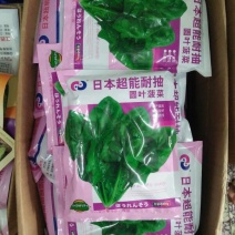菠菜35~40厘米
