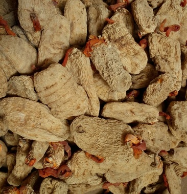 野生天麻 一级,产地;世界天麻原产地昭通小草