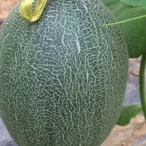 西州蜜瓜