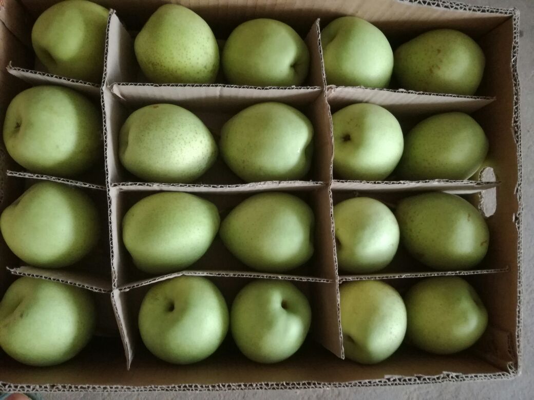 新鲜鸭梨在纸箱中堆放