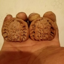 麻核桃去皮干