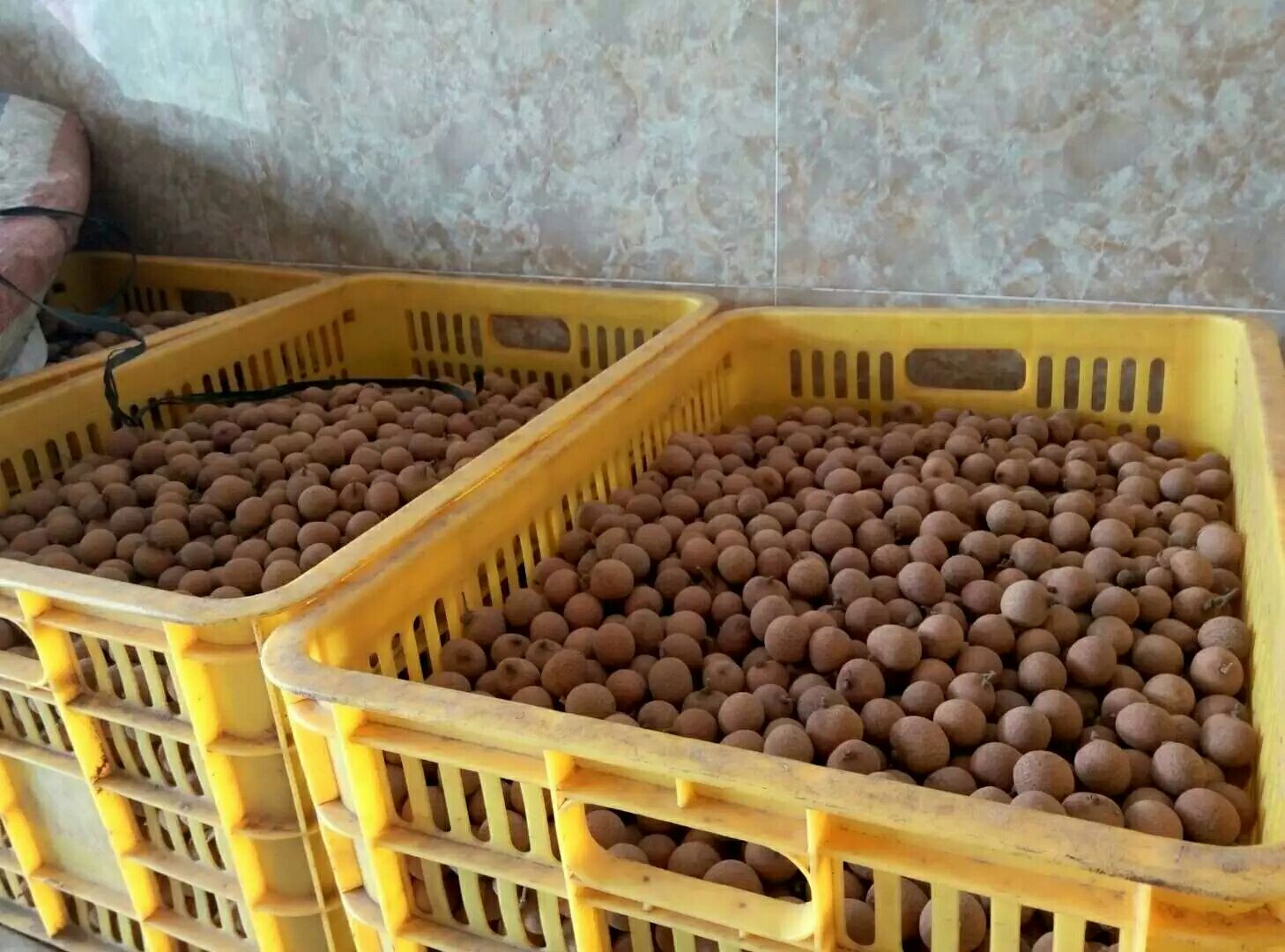 带壳桂圆在冷藏库中保存 带壳桂圆在冷藏库中保存