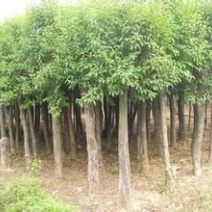 大叶女贞12~14cm