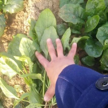菠菜20~25厘米
