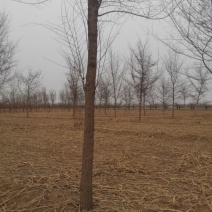 小叶榆树10~12cm8~10cm2.5~3m