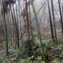 绿竹7~8m
