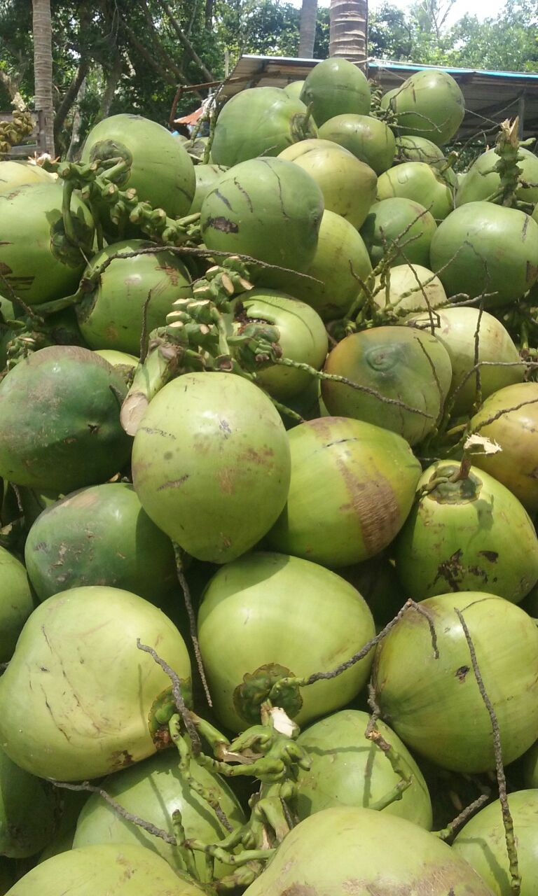 海南东郊镇高种椰子单个重:5斤以上