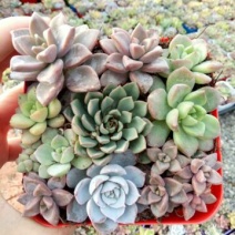 多肉植物含盆