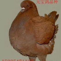 黑鸽母