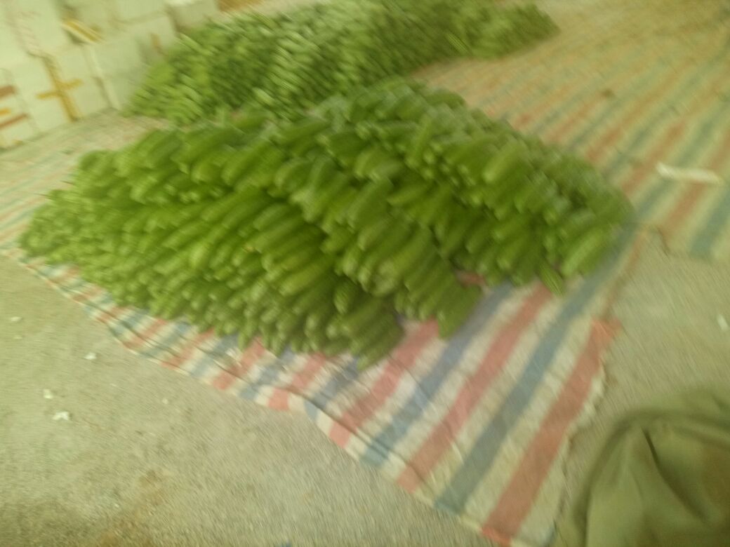 苦瓜黄瓜榨汁过程示意图