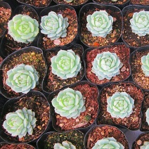 多肉植物不含盆