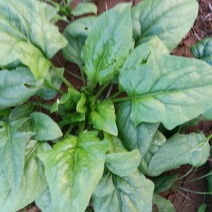 大叶菠菜30~35厘米