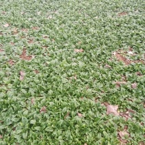 大叶菠菜10~15厘米
