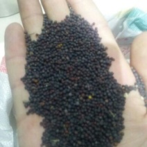 油菜籽1