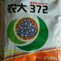 玉米种子