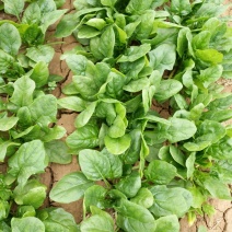 小叶菠菜25~30厘米