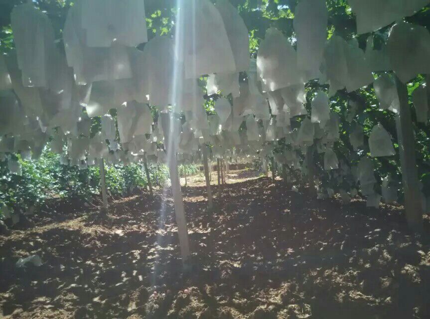维多利亚葡萄夏季果穗套袋与反光膜铺设作业图