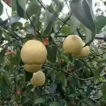 砀山梨200~250g纸袋