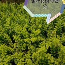 金叶女贞4cm以下