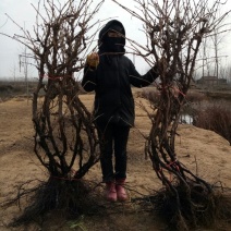 赤霞珠葡萄苗5年150~200cm