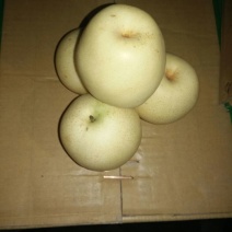 皇冠梨300~350g纸袋