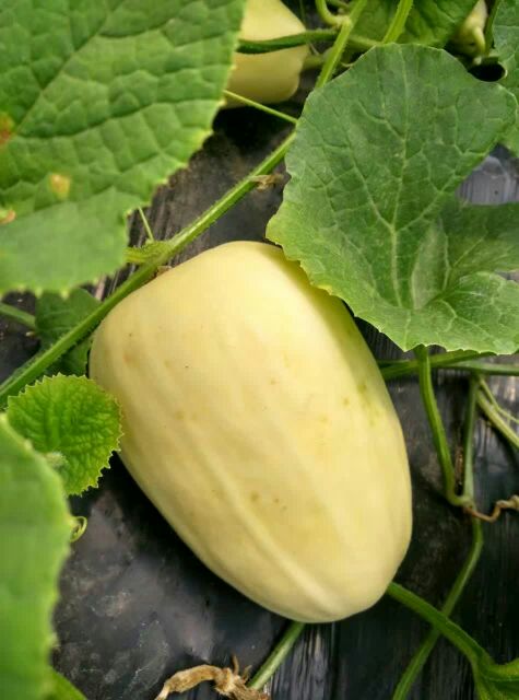 今天晴,弥河火银瓜刚刚上市,通货价格25.00~30.