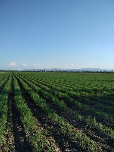 三红胡萝卜 黄 3两以上 15厘米以上