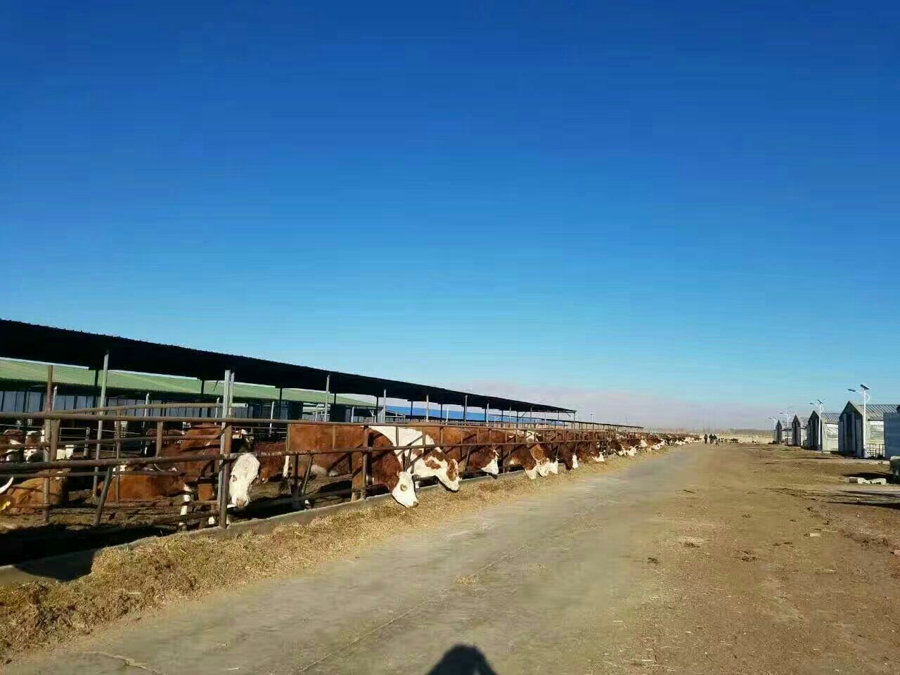 山西忻州市忻府区契安尼娜牛产地详情