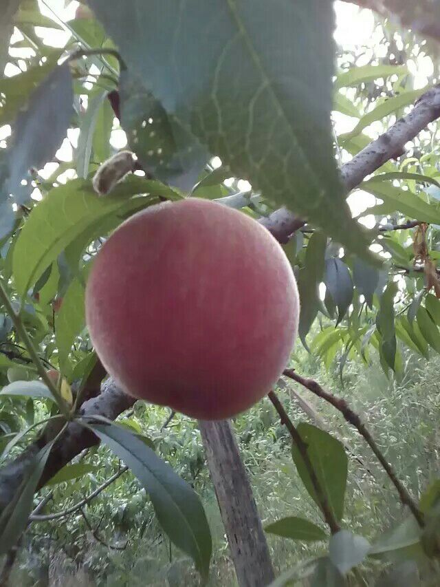 四川德阳市广汉市毛桃产地详情