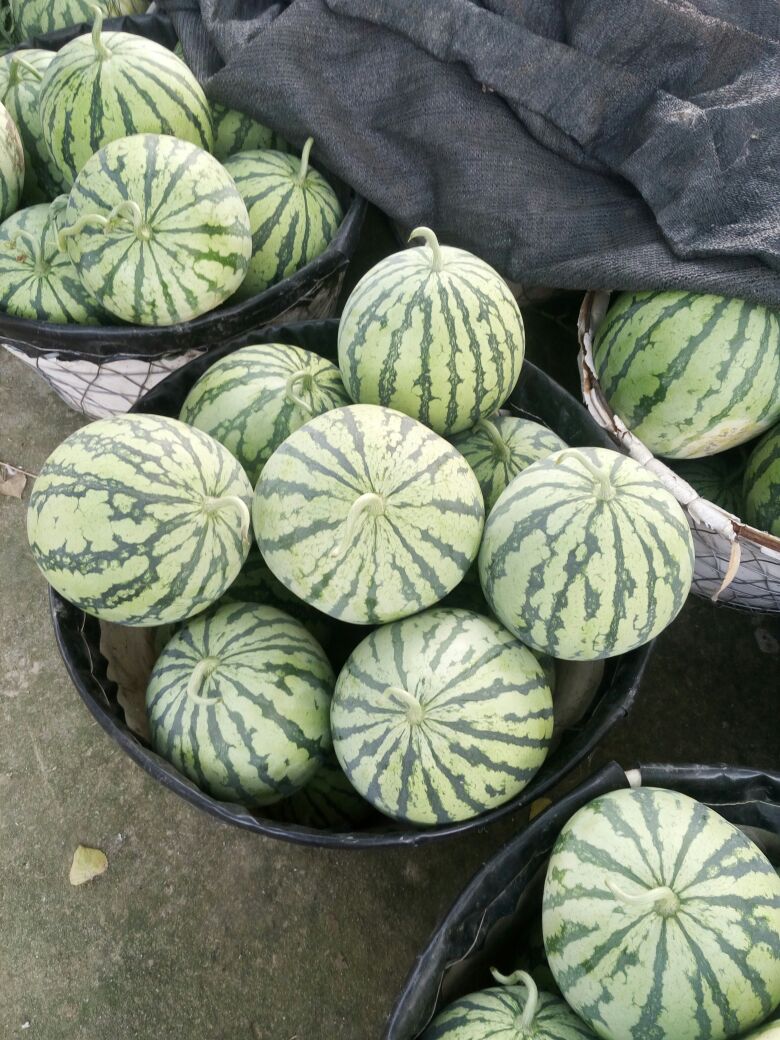 2016年安徽阜阳市阜南县地雷瓜的主产地批发价格区间