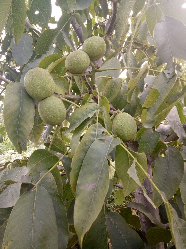 河南三门峡市灵宝市纸皮核桃产地详情