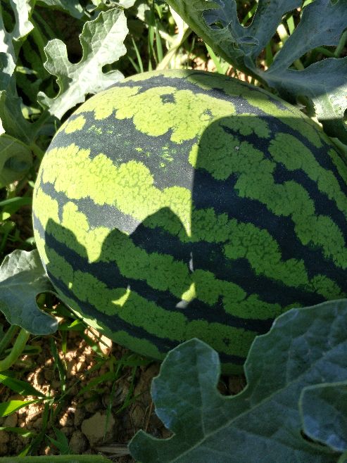 四川攀枝花市盐边县8424西瓜产地详情