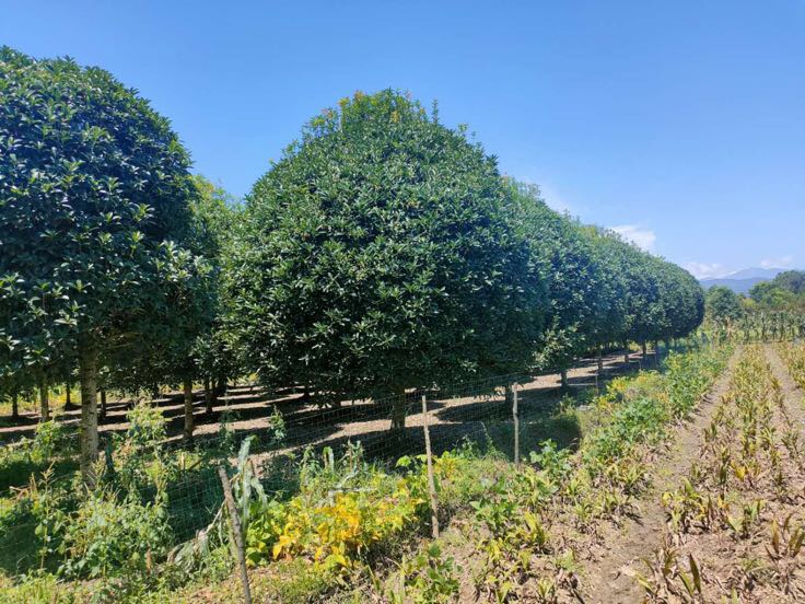 [紫薇批发]川红紫薇 大红紫薇 红花紫薇 欢迎各位前来实地考察价格