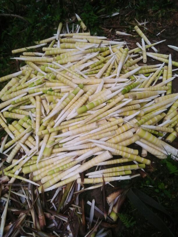 申请成为官方信息员 官方信息员 种植户 相关资讯 四川叙永竹笋长于秋