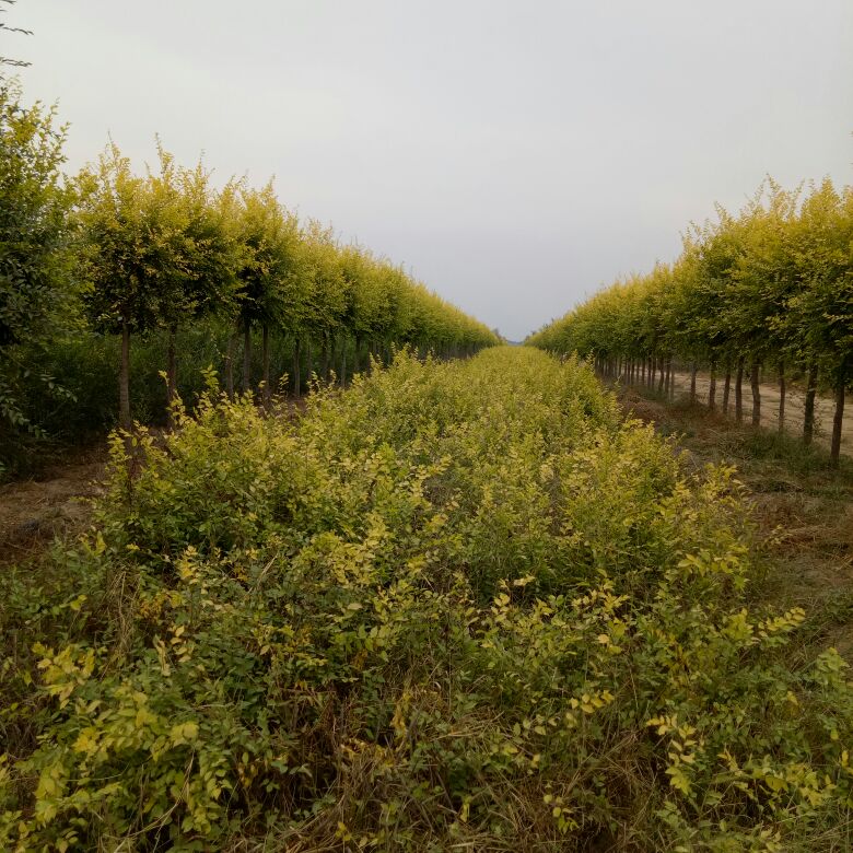 河北邢台市南宫市臭椿产地详情