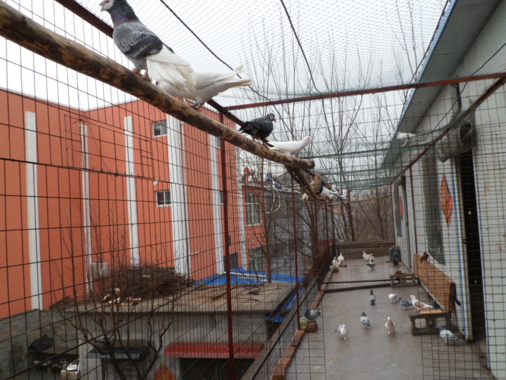 那里有好观赏鸽养殖基地