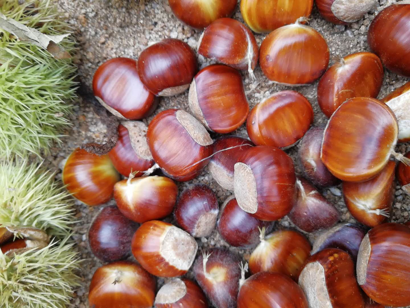 迁西板栗产地实景：燕山脚下成片板栗林，秋季枝头挂满带刺青绿色总苞，地面散落自然开裂露出褐色坚果