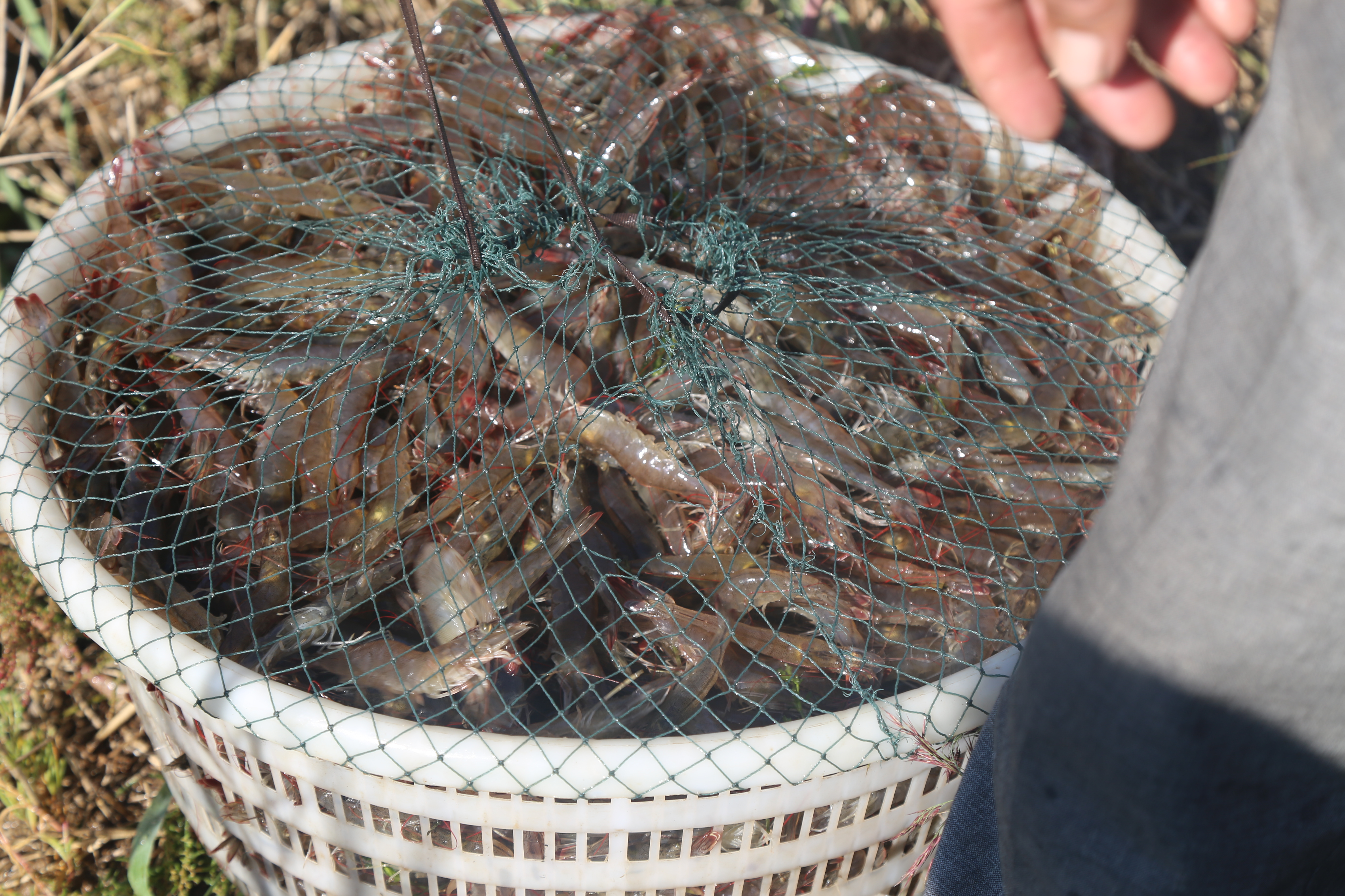 渔船进行底拖网捕捞作业