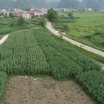 贵港覃塘区2000亩适合种植坚果的旱地出租