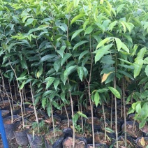 海南沉香树苗奇楠沉香小苗白木奇楠杯苗袋苗批发