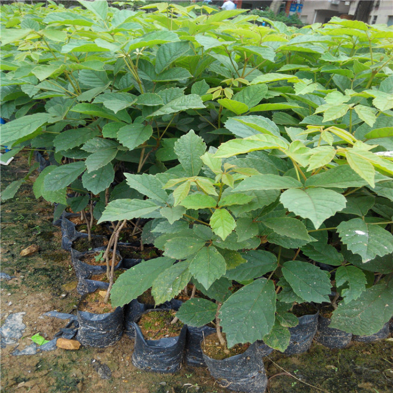 黄花风铃木树苗小苗杯苗袋苗多花  紫花风铃木品种