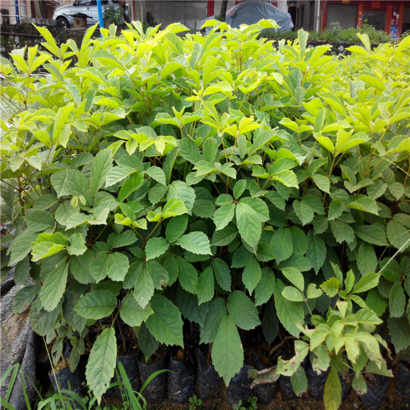 黄花风铃木树苗小苗杯苗袋苗多花  紫花风铃木品种