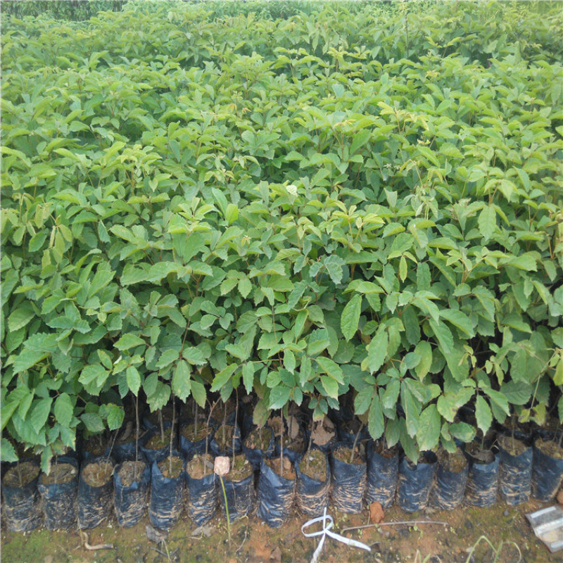 黄花风铃木树苗小苗杯苗袋苗多花  紫花风铃木品种