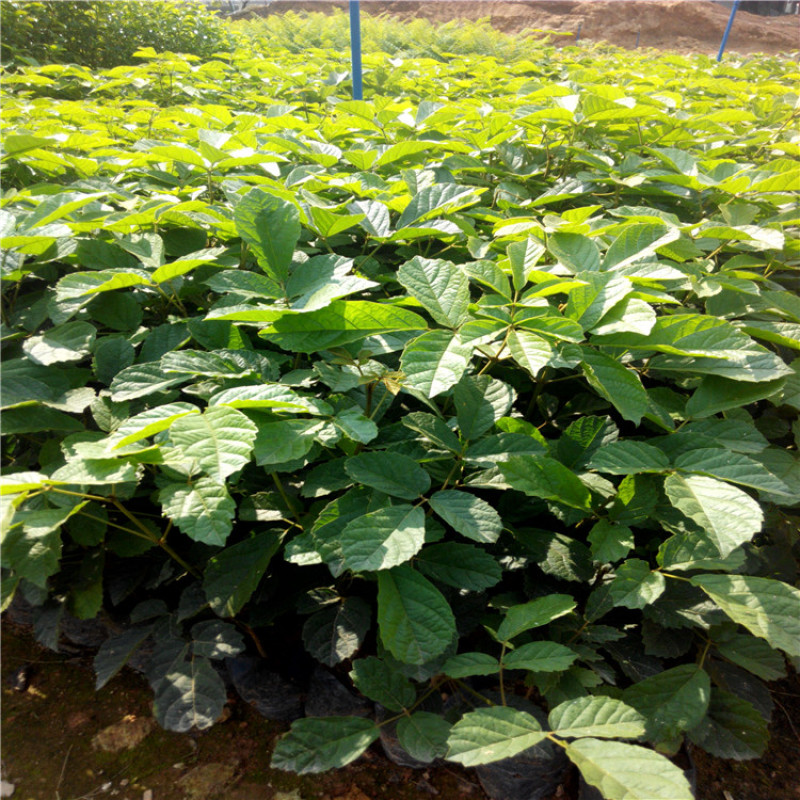 黄花风铃木树苗小苗杯苗袋苗多花  紫花风铃木品种