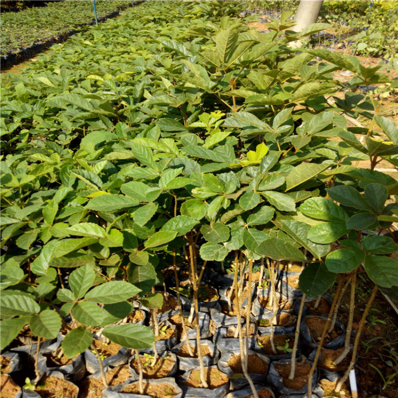 黄花风铃木树苗小苗杯苗袋苗多花  紫花风铃木品种