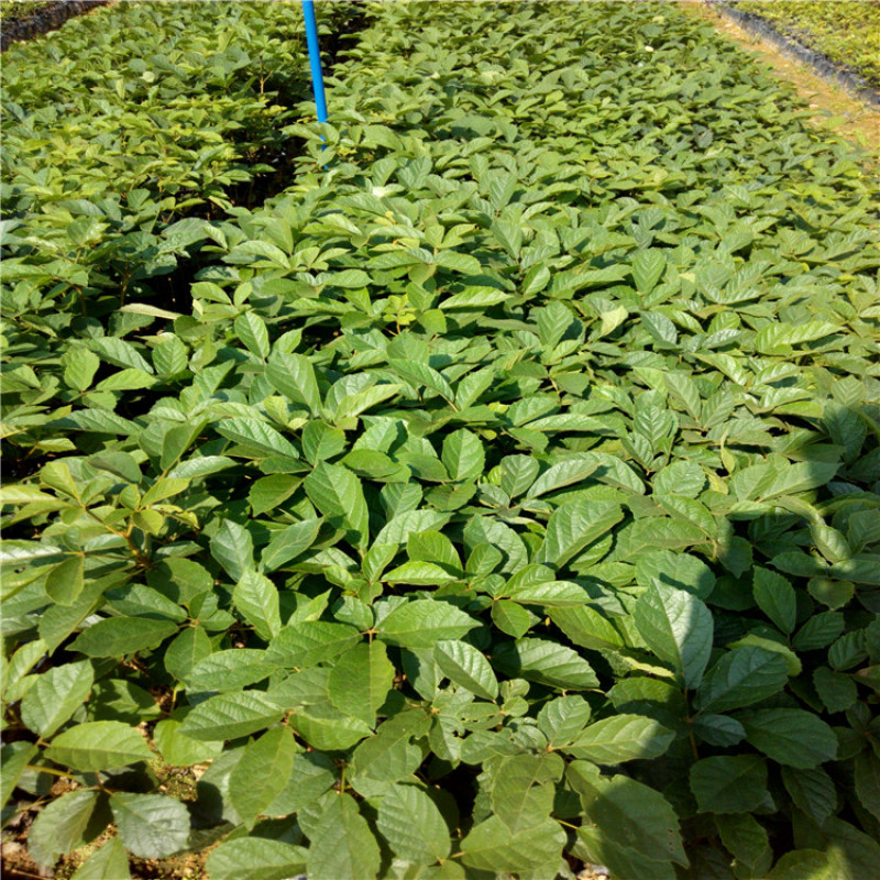 黄花风铃木树苗小苗杯苗袋苗多花  紫花风铃木品种