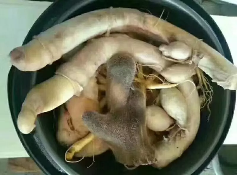 鹿鞭炖汤成品图,展示传统滋补汤品的外观与搭配食材 鹿鞭炖汤成品图