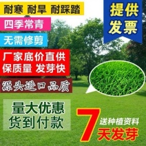 美国四季青草坪种子护坡草籽耐践踏免修剪荒山复绿速生