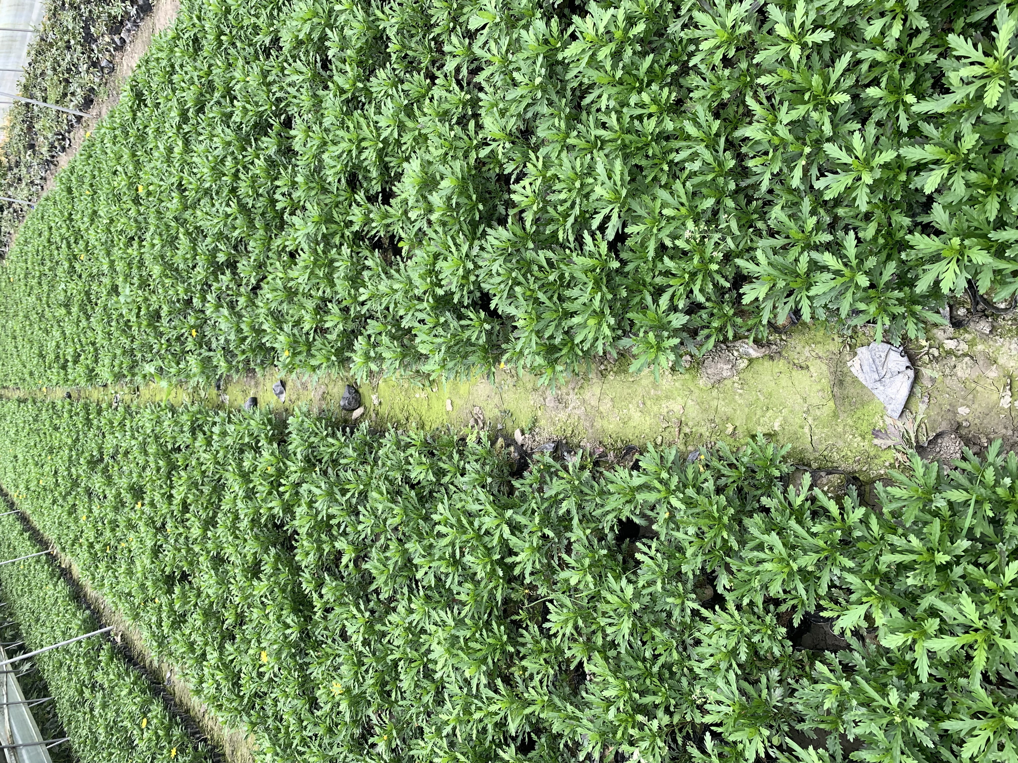 小叶茼蒿与小叶紫檀共植场景